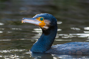 Grand cormoran Phalacrocorax carbo nageant dans l’eau, oiseau aquatique noir, photographie de faune sauvage