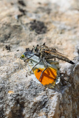 killer fly