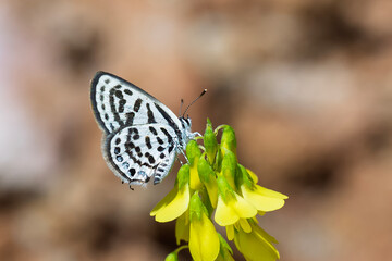 Obraz premium Lycaenidae / Balkan Kaplanı / Little Tiger Blue / Tarucus balkanicus