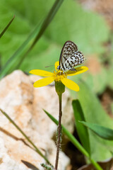Lycaenidae / Balkan Kaplanı / Little Tiger Blue / Tarucus balkanicus