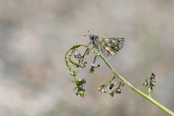 Hesperiidae / Kızıl Zıpzıp / Orbed Red-underwing Skipper / Spialia orbifer
