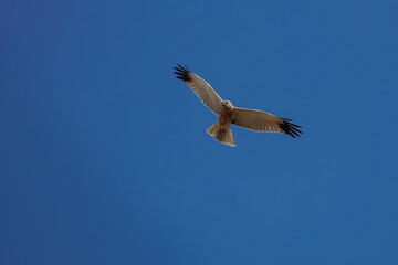 An adult male western marsh harrier flies in the blue sky on a sunny spring day with copyspace. 