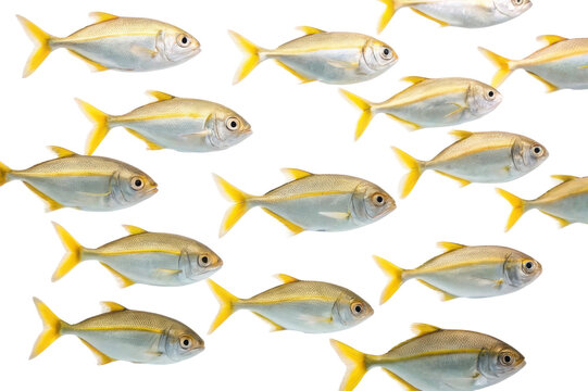 Group of yellowtail fish swimming together in a dynamic arrangement under calm water conditions