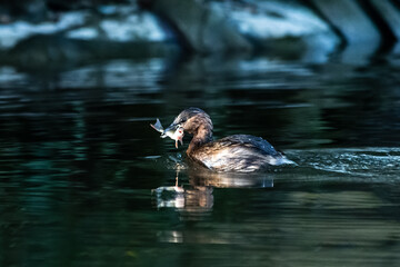 Grèbe castagneux Tachybaptus ruficollis en train de pêcher dans l'eau, oiseau aquatique, photographie de faune en action