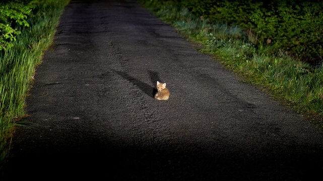  Forest Fawn Awakened by Car Headlights Keywords: car headlight, fox puppy, forest, road, sleeping, awake, middle of road, car, nighttime, wilderness, woodland, wildlife, puppy, awaken, headlights,