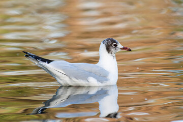 Mouette rieuse Chroicocephalus ridibundus flottant sur l'eau, oiseau aquatique, photographie de faune en nature