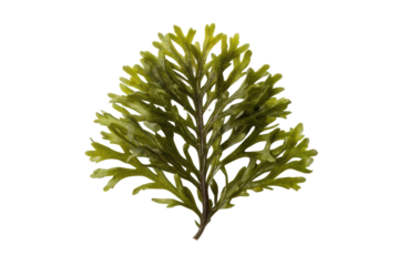 Green aquatic plant suitable for aquarium decoration and natural habitats