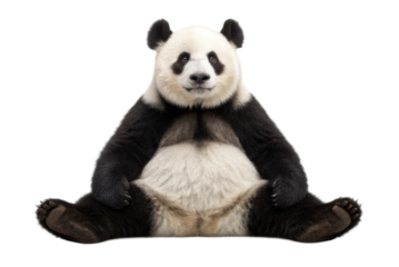 Panda sitting relaxed with a calm expression in a playful pose showcasing adorable features and fluffy fur