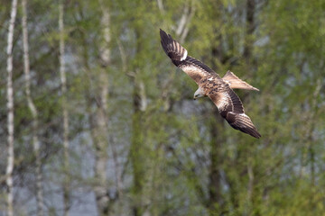 Rotmilan im Flug