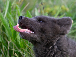 Polarfuchswelpe gähnend