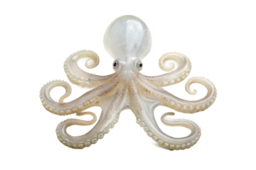Unique octopus with vibrant tentacles captured in a clear ocean setting, showcasing marine beauty and adaptability in nature