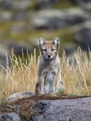 Polarfuchs im Getreidefeld