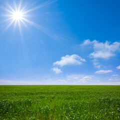 Obraz premium wide spring green rural field under a sparkle sun, seasonal agricultural scene
