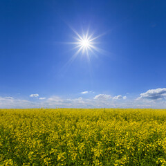 Obraz premium spring yellow rape field at the sunny day, seasonal agricultural scene
