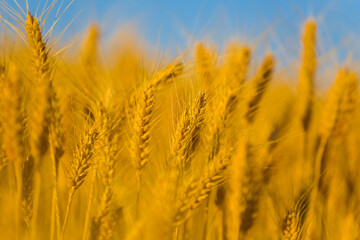 closeup golden wheat field under blue  sky