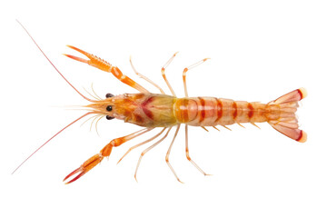 Colorful shrimp displayed on a clean surface for culinary presentation and seafood dishes