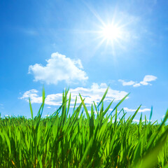 Obraz premium closeup green sprouts among rural field at the spring sunny day