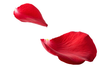  falling-red set-of rose petal isolated on white background falling red set of rose petal isolated on white background png
