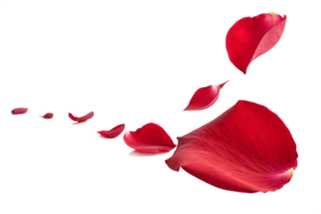  falling-red set-of rose petal isolated on white background falling red set of rose petal isolated on white background png