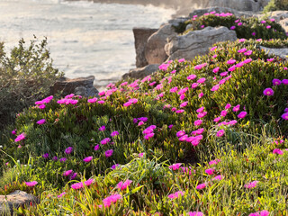 Beautiful purple flowers growing on a rocky cliff with ocean waves crashing in the background, Portugal.