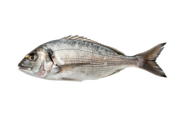 Fototapeta premium Fresh catch of sea bream displayed for culinary use in gourmet dishes or fish markets