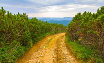 ground road through the fir tree forest on mountain plateau