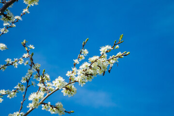 Plum tree flowers. Spring design. Blooming plum branch in a spring garden. Czech