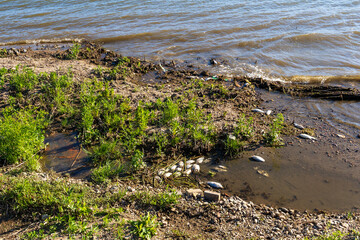 Silent Shore: Echoes of an Ecological Retreat