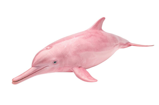 Pink river dolphin swimming gracefully in natural habitat near the Amazon river