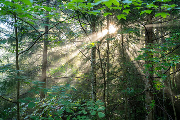 Fototapeta premium Forest trees with morning sunshine 