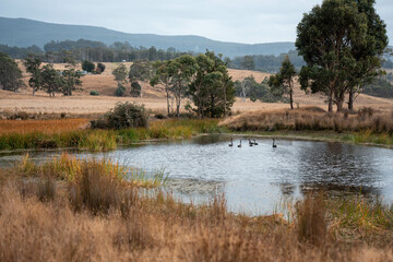 Water dam on a farm in a field surrounded by trees and green grass in australia