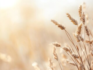 Fototapeta premium Golden Wheat Field at Sunset: Serene Nature Photography