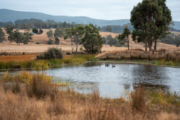 Water dam on a farm in a field surrounded by trees and green grass in australia