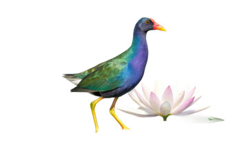 Fototapeta premium Vibrant purple gallinule near a blooming lotus flower in serene natural setting for artistic expression and design