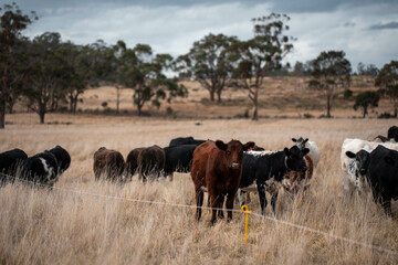native grassland with Cows eating long pasture in Australia. in summer