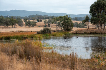 Water dam on a farm in a field surrounded by trees and green grass in australia