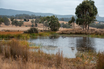 Water dam on a farm in a field surrounded by trees and green grass in australia