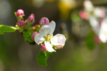 macro of apple flowers in spring