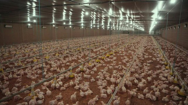 Panoramic view of a broiler chicken farming facility.
