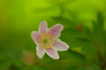Obraz premium wood anemone flower in spring