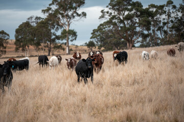 native grassland with Cows eating long pasture in Australia. in summer