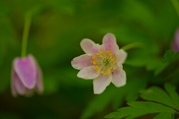 Obraz premium wood anemone flower in spring