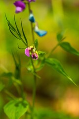 macro of a beautiful small purple flower in a forest in spring