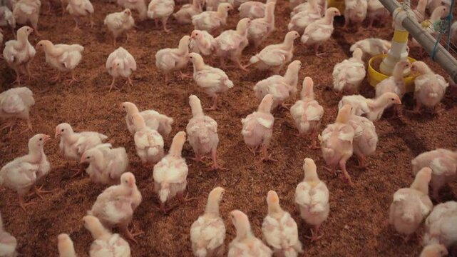 Chicks for breeding and fattening walking in a poultry farm.