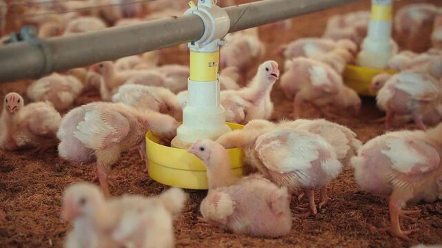 Broiler chicks consuming balanced feed in an poultry farm.