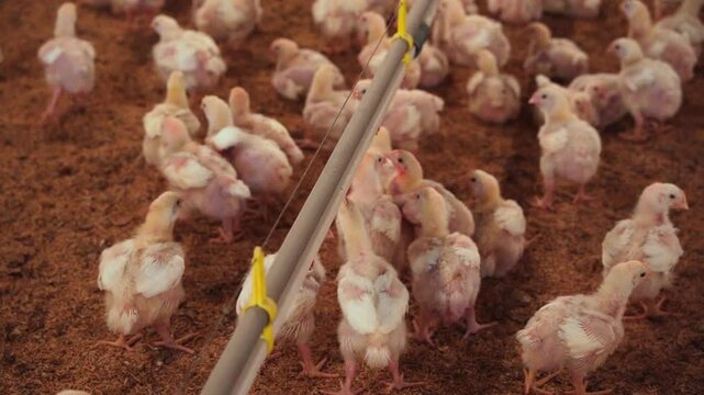 Broiler chicken farm with chickens drinking water.