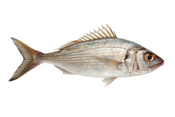 Obraz premium Freshly caught fish ready for preparation in culinary arts and seafood dishes