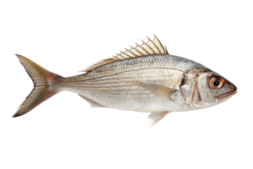 Freshly caught fish ready for preparation in culinary arts and seafood dishes