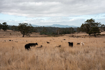native grassland with Cows eating long pasture in Australia. in summer