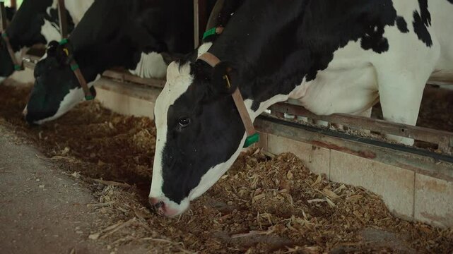 Holstein cow with a collar consuming forage in the dairy barn